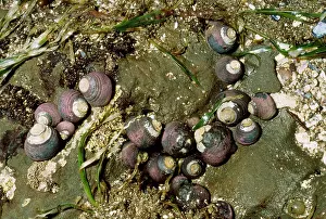 Turban: Black Turban Sea Snail
