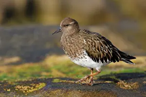 Turnstones: Black Turnstone