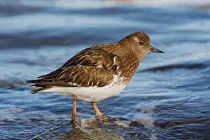 Black Turnstone