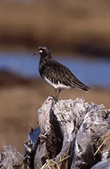 Yukon: Black Turnstone