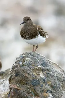 Arenaria: Black Turnstone (Arenaria melanocephala)