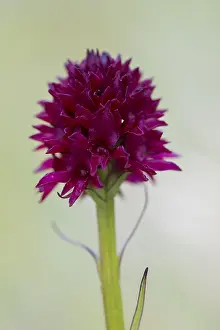190219: Black Vanilla Orchid - flowering - Hohe Tauern National
