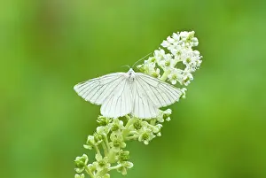 Lineata: Black-veined moth