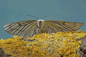 Lineata: Black-veined moth (Siona lineata)
