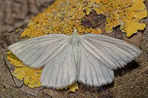 Lineata: Black-veined moth (Siona lineata)