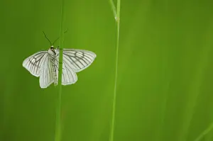 Franche: Black-veined Moth (Siona lineata) - Bourgogne -