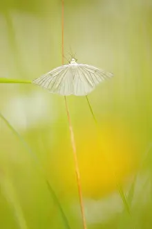 Hidden: Black-veined Moth (Siona lineata) hidden in the
