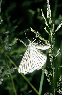 Lineata: Black-veined Moth - side view