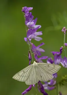 Lineata: Black-veined moth - with wings open