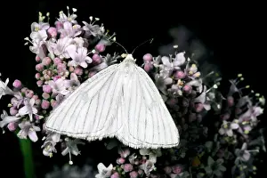 Lineata: Black-Veined Moth - with wings open
