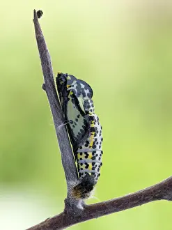Gender: Black-veined White
