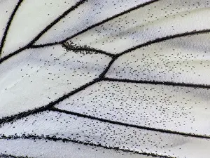Gender: Black-veined White