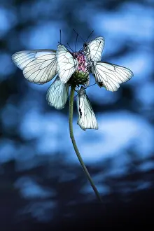Centaurea: Black-veined White
