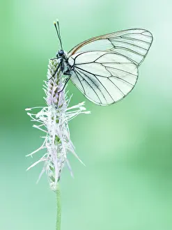 Wallis: Black-veined White