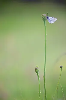 Raindrop: Black-veined White