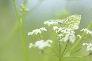 Aporia: Black-veined White