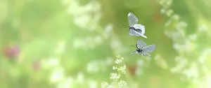 Aporia: Black-veined White
