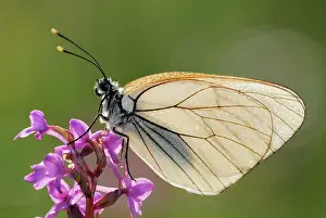 Pieridae: Black-veined White