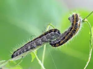 Gender: Black-veined White