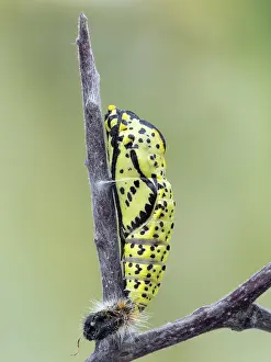 Gender: Black-veined White
