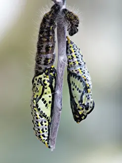 Gender: Black-veined White