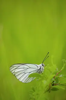 Franche: Black-veined White (Aporia crataegi) - Bourgogne