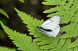 Leafing: Black-veined white (Aporia crataegi). Taglamyren