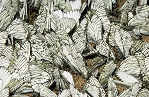 Aporia: Black-veined White Butterflies