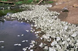 Aporia: Black-veined White Butterflies