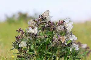 Aporia: Black-veined White Butterflies - gathered on flowering