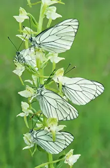 Aporia: Black-Veined White Butterflies - x five on flower