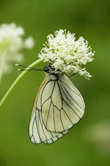 Aporia: Black-veined White Butterfly