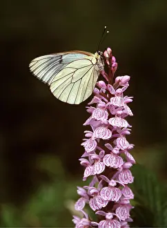 Whites: Black-Veined White Butterfly - On common spotted