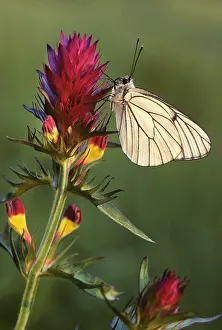 Aporia: Black-veined White Butterfly - on Field cow-wheat