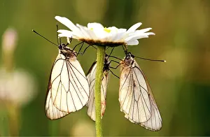 Hanging: BLACK-VEINED WHITE BUTTERFLY - Three on flower