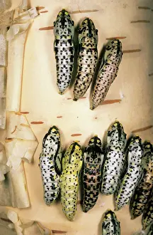 Birches: Black-veined White Butterfly - masses of pupae