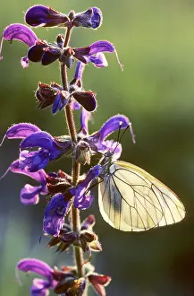 Aporia: Black-veined White Butterfly - on Meadow Clary