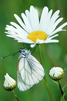 Aporia: Black-veined White Butterfly - on Oxeye Daisy (Leucanthemum