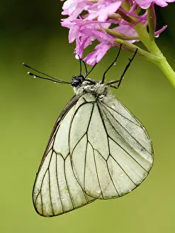 Rainstorm: Black-veined white butterfly - on Pyramidal orchid