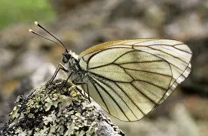Aporia: Black-veined White Butterfly - resting on a stone