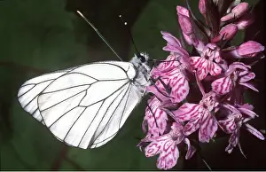 Whites: Black-veined White Butterfly on Spotted Orchid flower