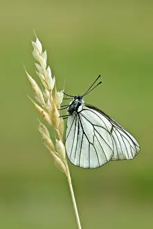 Aporia: Black-veined white - Underside, resting on dry grass stem