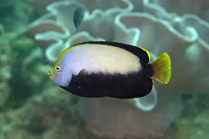Papua: Black Velvet Angelfish