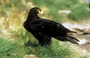 Verreaux: Black / Verreaux Eagle