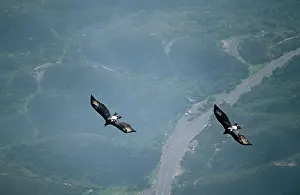 Verreaux: Black / Verreaux Eagle - South Africa - two in flight