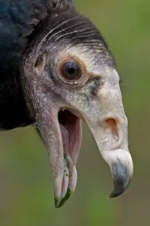 Coragyps: Black Vulture