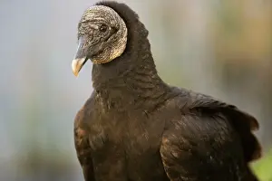 Coragyps: Black Vulture