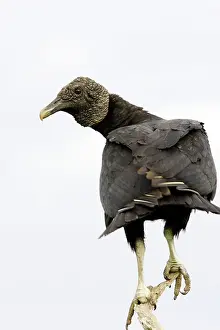 Coragyps: Black Vulture