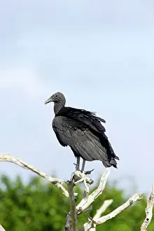 Coragyps: Black Vulture