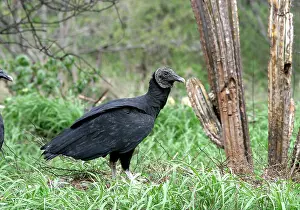 Coragyps: Black Vulture